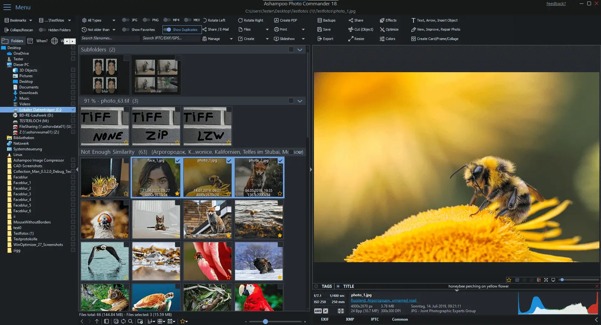 Honeybee on yellow flower, close-up view