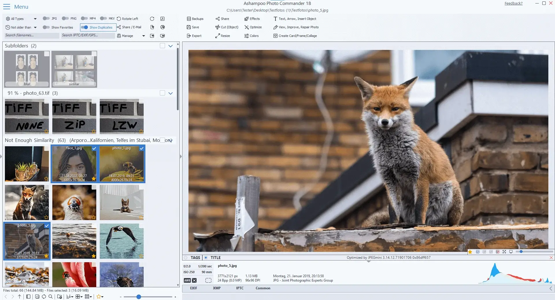Fox sitting on urban rooftop ledge.